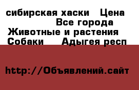 l: сибирская хаски › Цена ­ 10 000 - Все города Животные и растения » Собаки   . Адыгея респ.